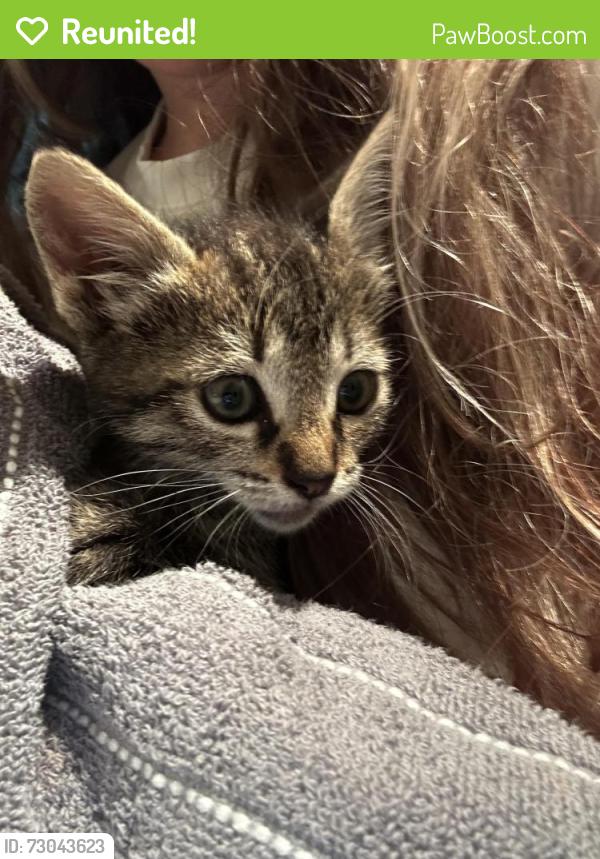 Reunited Female Cat last seen Heritage Park apmts, Sunnyvale, CA 94086
