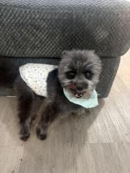 Found/Stray Male Dog last seen Nw 5th street, Pembroke Pines, FL 33024
