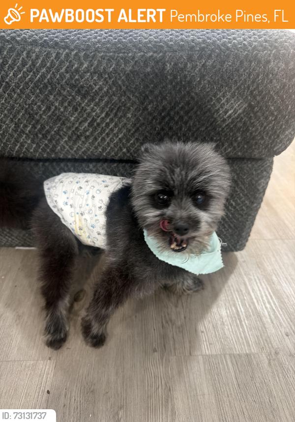 Found/Stray Male Dog last seen Nw 5th street, Pembroke Pines, FL 33024
