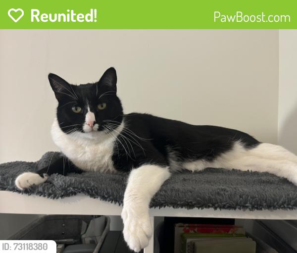 Reunited Male Cat last seen Rose and Walnut, Berkeley, CA 94709