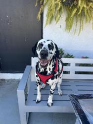 Lost Male Dog last seen Rutledge ave, Istopoga lake, Highlands County, FL 33852