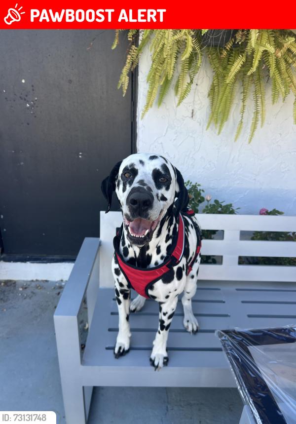 Lost Male Dog last seen Rutledge ave, Istopoga lake, Highlands County, FL 33852