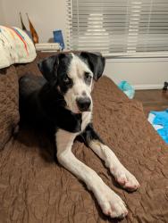 Found/Stray Male Dog last seen Hampton DART Station, Dallas, TX 75208