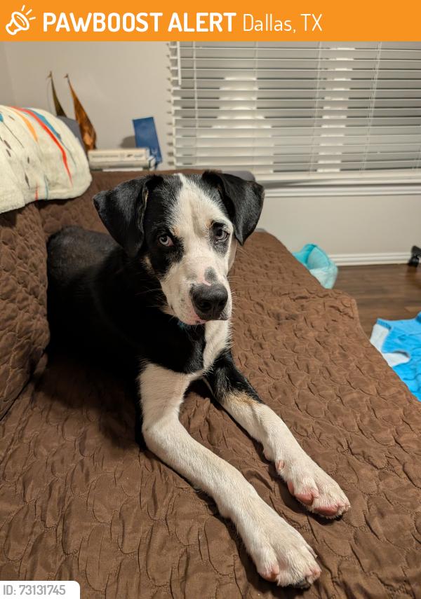 Found/Stray Male Dog last seen Hampton DART Station, Dallas, TX 75208