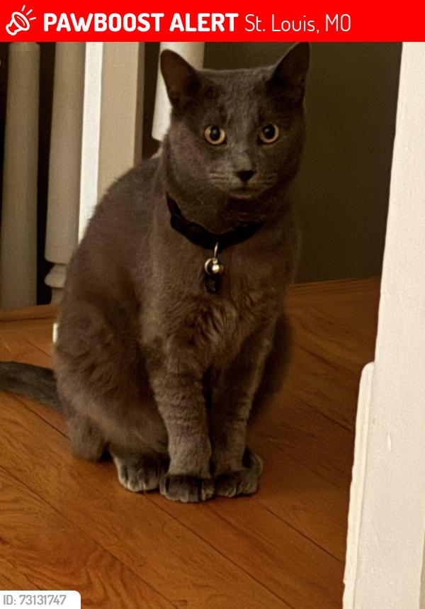 Lost Male Cat last seen At Home, St. Louis, MO 63111