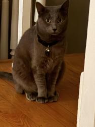 Lost Male Cat last seen At Home, St. Louis, MO 63111