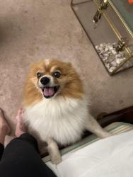 Lost Male Dog last seen Marwood lane and Heritage hill elementary school, Cincinnati, OH 45246