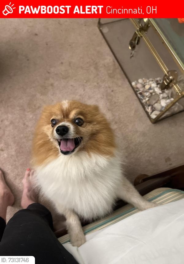 Lost Male Dog last seen Marwood lane and Heritage hill elementary school, Cincinnati, OH 45246