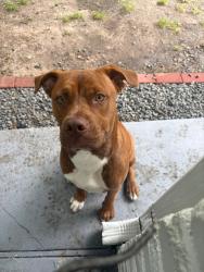 Lost Male Dog last seen Near Bessemer St & Edgebrook Dr,Houston Tx 77034, Houston, TX 77034