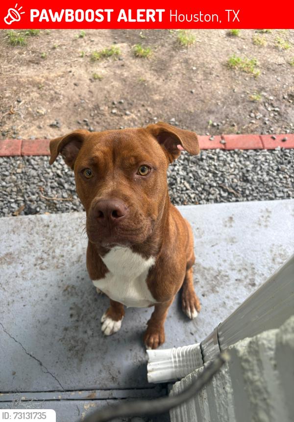 Lost Male Dog last seen Near Bessemer St & Edgebrook Dr,Houston Tx 77034, Houston, TX 77034