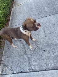 Found/Stray Male Dog last seen regal trace developments, Fort Lauderdale, FL 33315