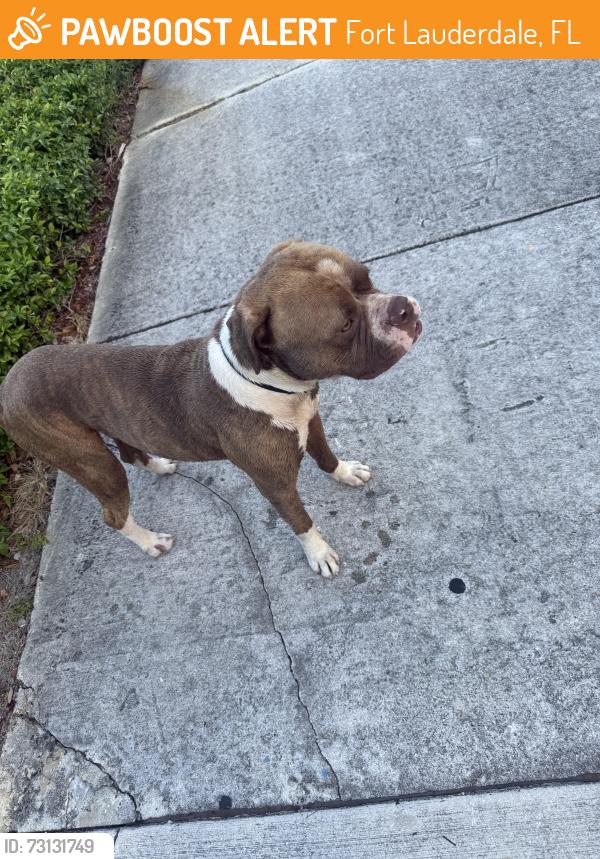 Found/Stray Male Dog last seen regal trace developments, Fort Lauderdale, FL 33315