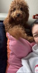 Reunited Female Dog last seen High country trl, Arlington, TX 76016
