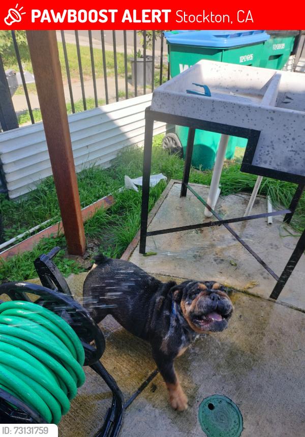 Lost Female Dog last seen Bradford Street, Stockton, CA 95205