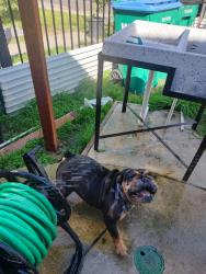 Lost Female Dog last seen Bradford Street, Stockton, CA 95205