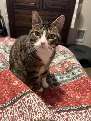 Reunited Female Cat last seen 37th Street, Milwaukie, OR 97222