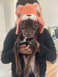 Lost Female Dog last seen Western crossing, Blue Island, IL 60406