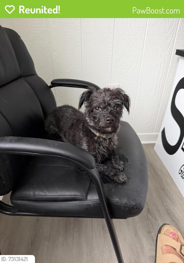 Reunited Male Dog last seen High rock rd / tickle, Gibsonville, NC 27249