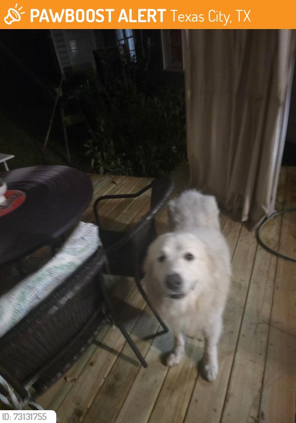 Found/Stray Male Dog last seen Main Street La Marque, Texas City, TX 77568