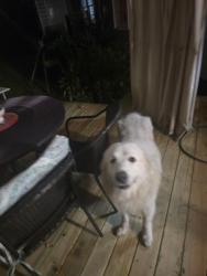 Found/Stray Male Dog last seen Main Street La Marque, Texas City, TX 77568