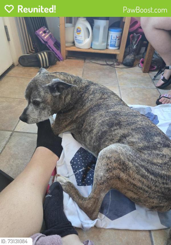 Reunited Male Dog last seen Upton and 43rd N, Minneapolis, MN 55412