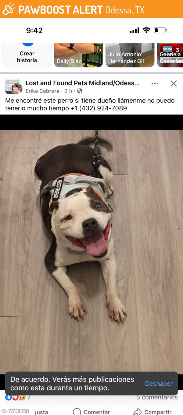 Found/Stray Unknown Dog last seen Midland y Odessa, Odessa, TX 79761