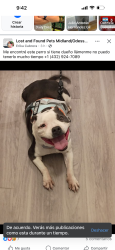 Found/Stray Unknown Dog last seen Midland y Odessa, Odessa, TX 79761