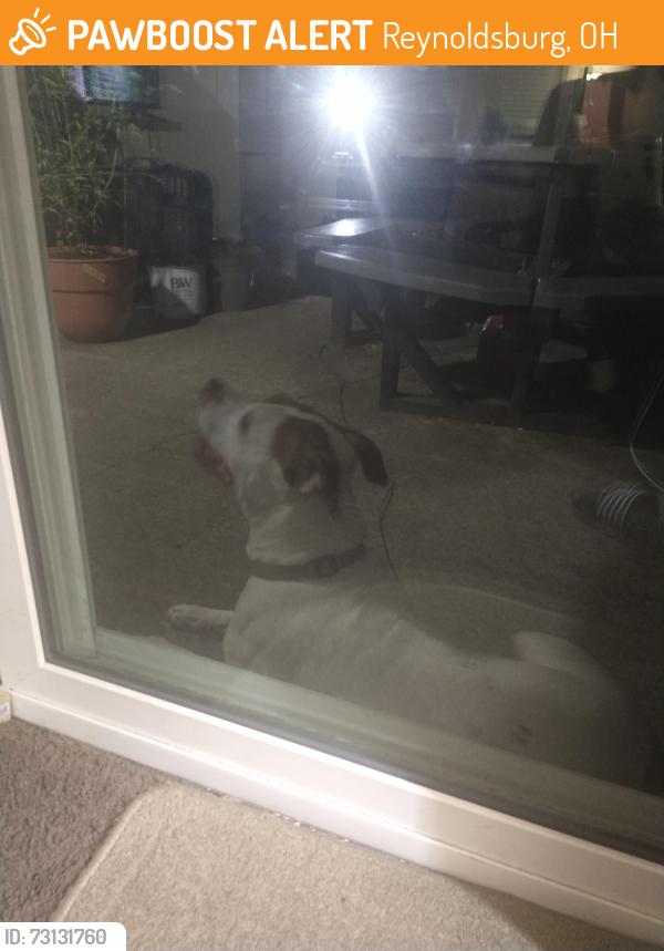 Found/Stray Male Dog last seen Birchview, Reynoldsburg, OH 43068