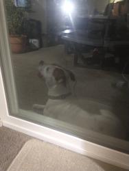 Found/Stray Male Dog last seen Birchview, Reynoldsburg, OH 43068