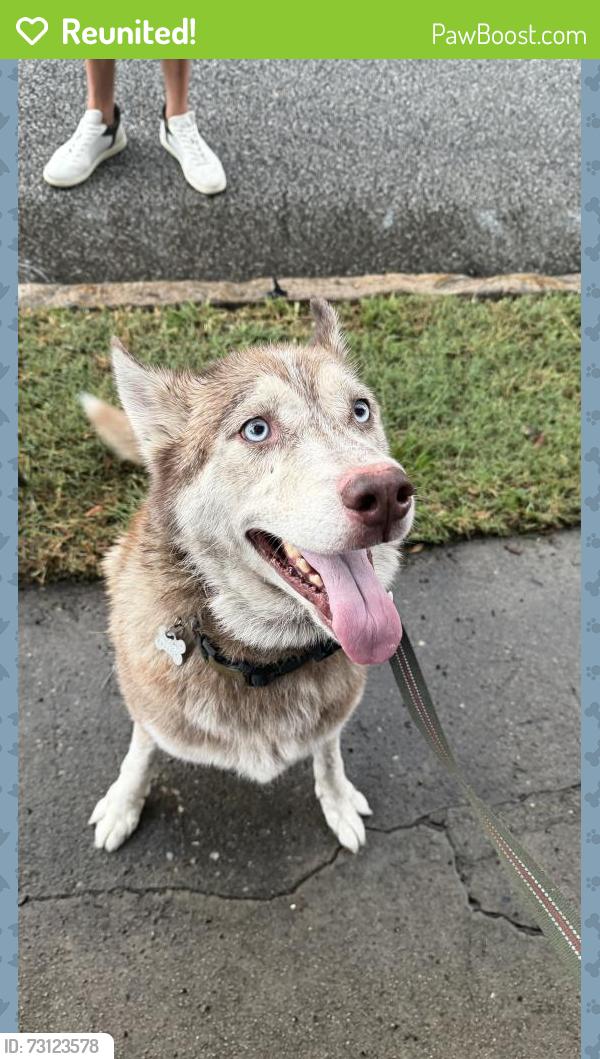 Reunited Male Dog last seen Wentworth & Gadsden, Charleston, SC 29401