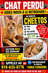 Lost Male Cat last seen St-joseph,normand, riel, Gatineau, QC J8Y 4C4