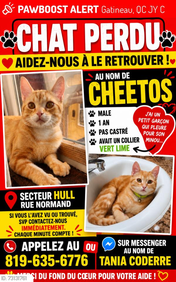 Lost Male Cat last seen St-joseph,normand, riel, Gatineau, QC J8Y 4C4