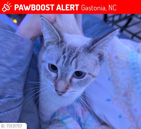 Lost Female Cat last seen Southwest Middle School, Gastonia, NC 28052