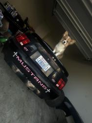 Reunited Male Dog last seen Valinda street school, La Puente, CA 91744