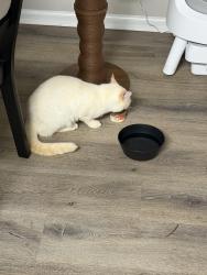 Reunited Male Cat last seen Bedford commons, Columbus, OH 43235