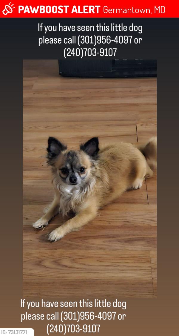 Lost Male Dog last seen Near Stoney Point PlGermantown, MD  20876Estados Unidos, Germantown, MD 20876