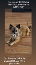 Lost Male Dog last seen Near Stoney Point PlGermantown, MD  20876Estados Unidos, Germantown, MD 20876