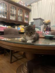 Reunited Female Cat last seen rolling rd tennessee st vallejo ca 94591, Vallejo, CA 94591