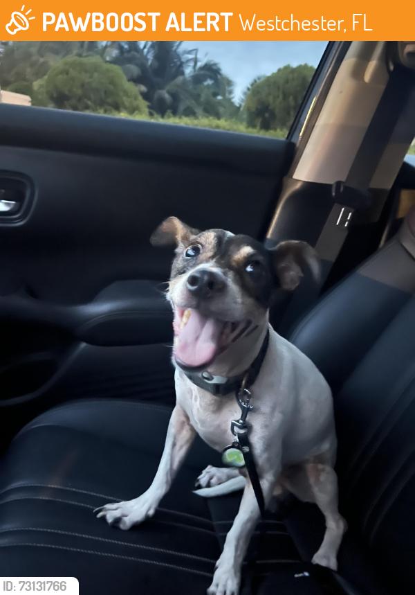 Found/Stray Male Dog last seen Near Avenue and 50 Street, Westchester, FL 33165