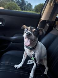 Found/Stray Male Dog last seen Near Avenue and 50 Street, Westchester, FL 33165