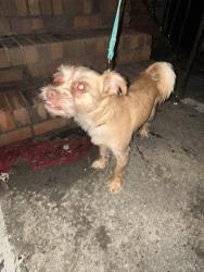 Reunited Male Dog last seen Old acworth rd and Croker rd, Dallas, GA 30132