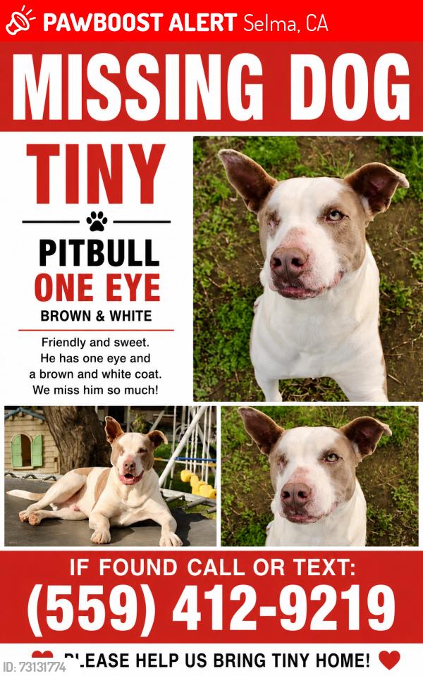 Lost Male Dog last seen Peach and conejo, Selma, CA 93662