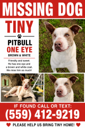 Lost Male Dog last seen Peach and conejo, Selma, CA 93662
