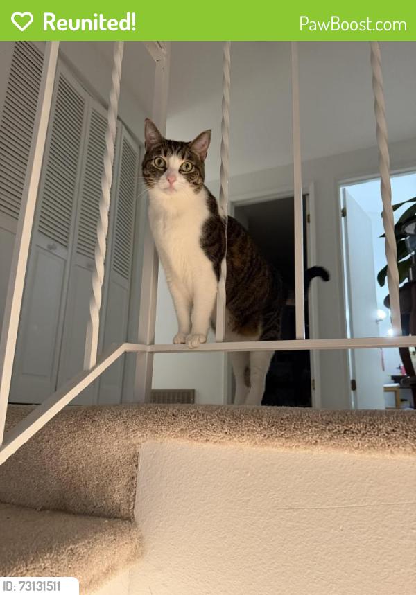 Reunited Female Cat last seen Newcastle way, Bellevue, WA 98006
