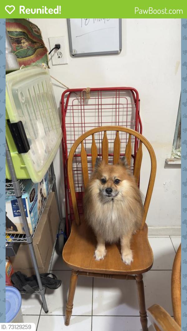 Reunited Male Dog last seen Leland ave & westchester ave, The Bronx, NY 10473