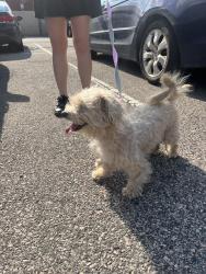 Found/Stray Female Dog last seen Pembroke Ave and Church Lane, East Lansdowne, PA 19050