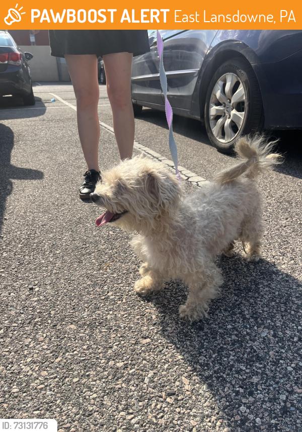 Found/Stray Female Dog last seen Pembroke Ave and Church Lane, East Lansdowne, PA 19050