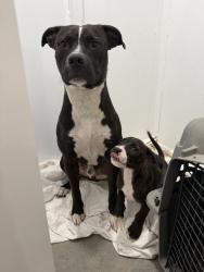 Reunited Male Dog last seen Near E Kenosha St, Broken Arrow, OK 74014, USA, Broken Arrow, OK 74014