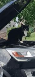 Reunited Female Cat last seen 147th and 50th, Vancouver, WA 98682