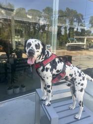 Lost Male Dog last seen Lake placid, Highlands County, FL 33852